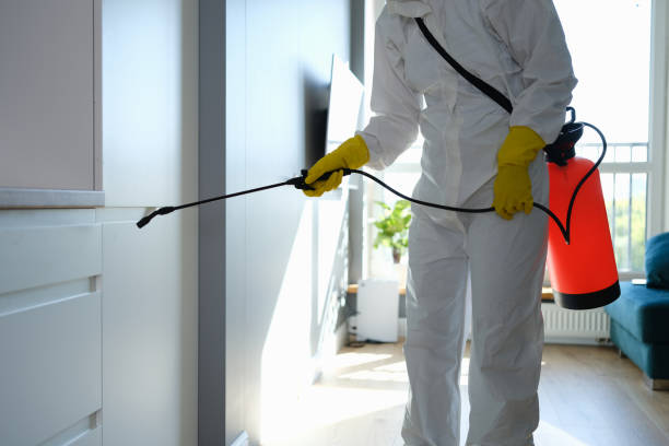 Best Mold Removal Process  in South Beloit, IL