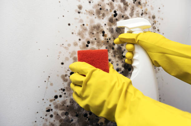 Best Attic Mold Removal  in South Beloit, IL
