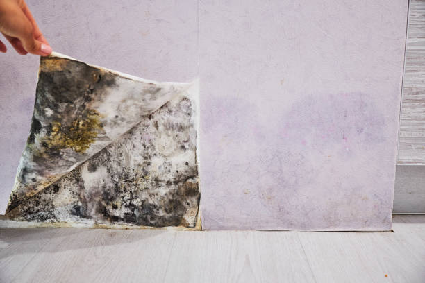 Professional Mold Removal in South Beloit, IL